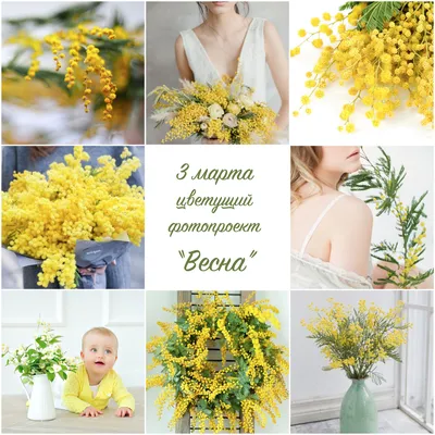Пасха, верба,весна,трава,украшения ,бантик,желтый , яйца , синий ,  праздник, сезонные, символ , праздник, яйцо, весна, рано, корзина, цветы ,  ветки, вербное воскресенье,родительский день,ландыш foto de Stock | Adobe  Stock