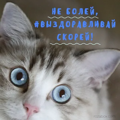 Ты выздоравливай скорей , моя Планета... Корону сбрось, зачем она тебе ?...  Не разноси чуму по белу свету... Оставь простор для мирных… | Instagram