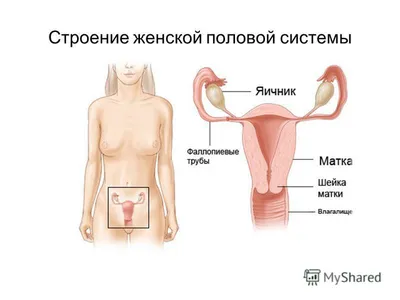 Презентация на тему: \"Строение женской половой системы. Женские половые  органы разделяют на наружные и внутренние Наружный женские половые органы:  Лобок (mons pubis) Большие.\". Скачать бесплатно и без регистрации.