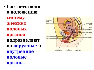 Внутренние женские половые органы плакат глянцевый А1/А2 › Купить оптом и в  розницу › Цена от завода