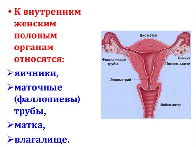 Заболевания женских половых органов - Urosvit