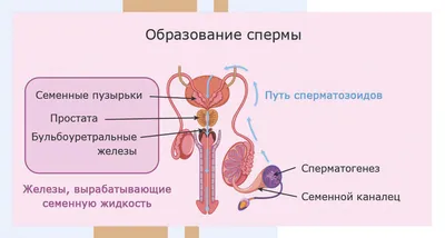 Анатомия женских половых органов: строение, функции и расположение  внутренних и наружных женских половых органов, схема в разрезе