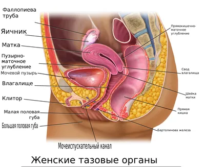 Клитор — Википедия