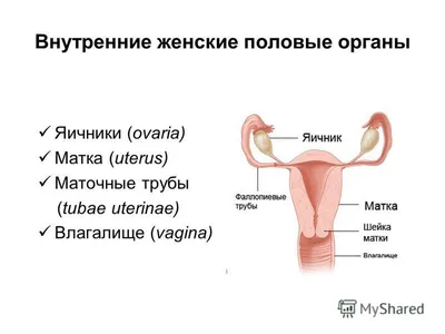 Женские половые органы, 2 части