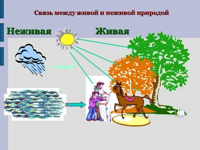 используя различные источники информации подберите рисунки фотографии  иллюстрирующие взаимосвязь - Школьные Знания.com