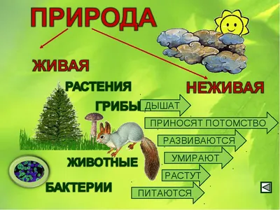 Тема урока: \"Единство живой и неживой природы\". 2-й класс