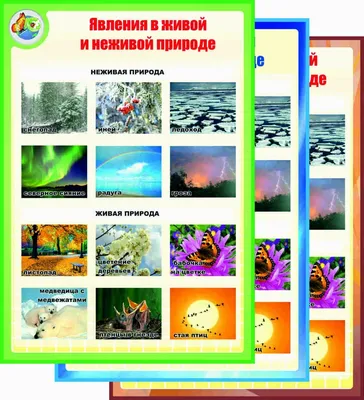 Асборн - карточки/Вопросы и ответы о живой и неживой природе Издательство  Робинс 60634147 купить за 557 ₽ в интернет-магазине Wildberries