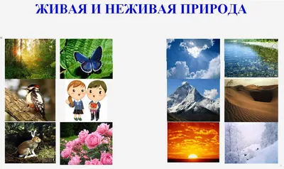 Ответы Mail.ru: Подскажите что отностися к живой и неживой природе: жёлудь,  камень, дуб, река, листья, сойка, песок.