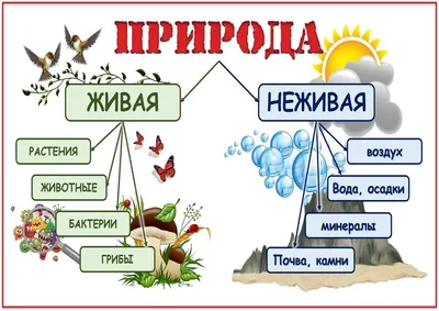 Окружающий мир 1 класс ч.1, Перспектива, с.8-9, тема урока \"Неживая и живая  природа\" - YouTube