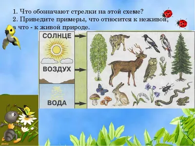 Книга \"Мир природы. Самый увлекательный путеводитель по живой и неживой  природе\" - купить книгу в интернет-магазине «Москва» ISBN:  978-5-271-37042-7, 601380