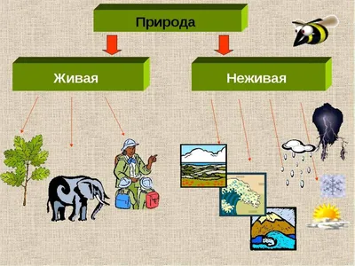 Картинки связь между живой и неживой природой (67 фото) » Картинки и  статусы про окружающий мир вокруг