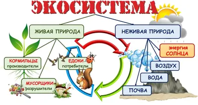 Приведи примеры,подтверждающие,что тела живой и неживой природы  характеризуются по одинаковым - Школьные Знания.com