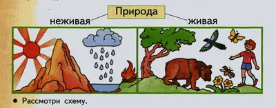 Тема урока \"Живая и неживая природа\". 2-й класс