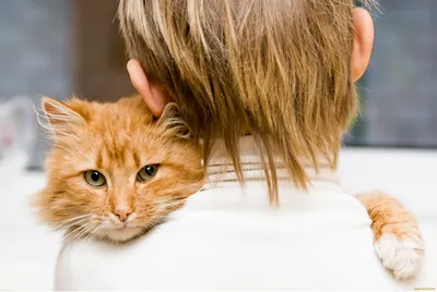 Сумка Переноска Для Кота Складана Сумка Для Домашніх Животних з Прозорими  стінками та Кріпленнями до Чемодана (ID#1863140022), цена: 1950 ₴, купить  на Prom.ua