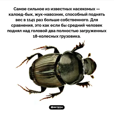 Различные Виды Жуков На Белом Фоне Руководство По Изучению Концепция  Исследования Насекомых Плоский Стиль Лежал С Копией Пространства Д —  стоковые фотографии и другие картинки Без людей - iStock