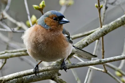 Common chaffinch song. AllVideo. - YouTube