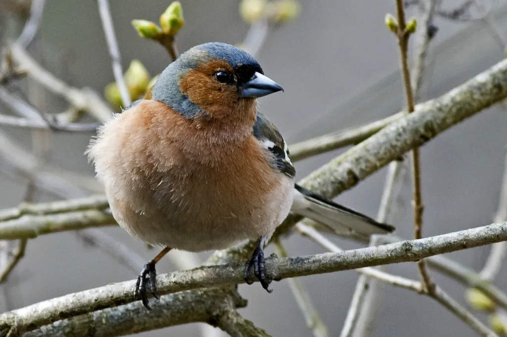 Common chaffinch song. AllVideo. - YouTube Common chaffinch song. AllVideo. - YouTube