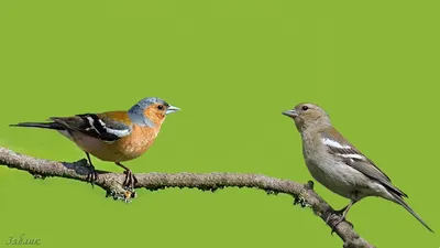 Мокрый и счастливый. Купание зяблика | Фотосайт СуперСнимки.Ру