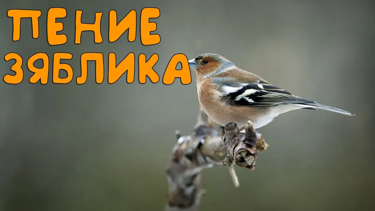 Реалистичный портрет зяблика в цветном цифровом стиле с фото........................................ Реалистичный портрет зяблика в цветном цифровом стиле с фото........................................