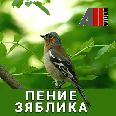 желтый цвет зяблика стоковое изображение. изображение насчитывающей мужчина  - 15010687