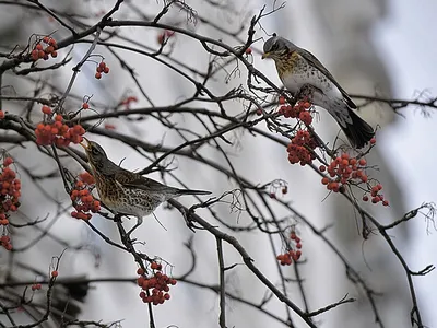 Зимние птицы / Зима это, безусловно, красивое время года Но природа  становится еще более нарядной, когда на деревьях, покрытых снегом,  появляются наши зимние гости красногрудые красавцыснегири Мы с детства  привыкли считать снегирей