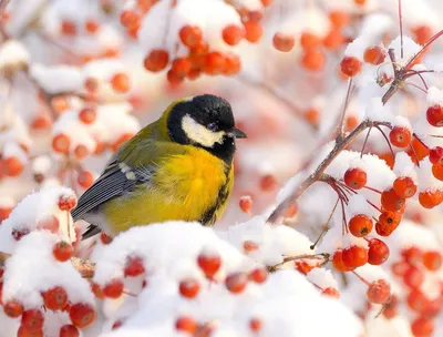 городские птицы | Wild Nature Photo