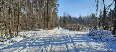 Февраль. Зима в лесу, солнечно, …» — создано в Шедевруме