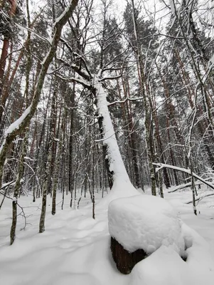 Девушка в зимнем лесу. Снег, лес, новый год, фотосессия, фото. Новогодняя  фотосессия, образы, зимой,… | Женская портретная фотография, Фотосессия,  Зимняя фотография