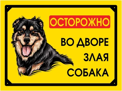 Власти Приморья планируют принять нормы об умерщвлении агрессивных бродячих  собак | Ветеринария и жизнь