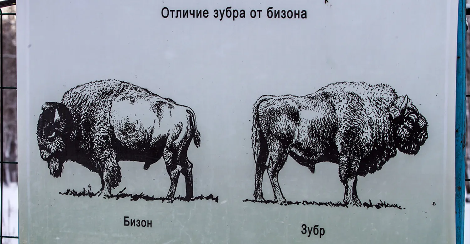 Картинки зубра (94 фото) Картинки зубра (94 фото)