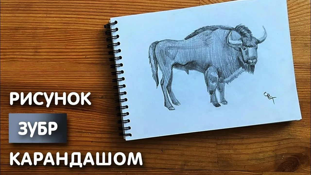 Кавказский зубр — Википедия Кавказский зубр — Википедия