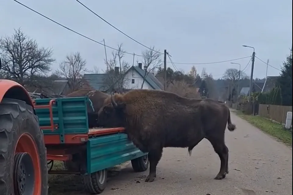 День зубра День зубра
