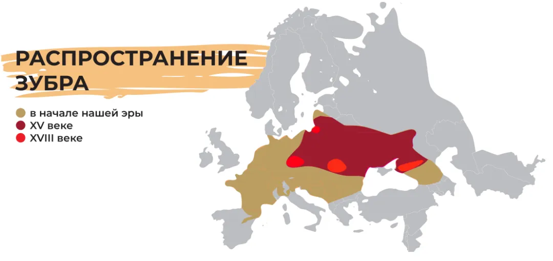 Реинтродукция Зубра Европейского на Смоленщине - Благотворительный фонд \"Возрождение природы\" Реинтродукция Зубра Европейского на Смоленщине - Благотворительный фонд \"Возрождение природы\"