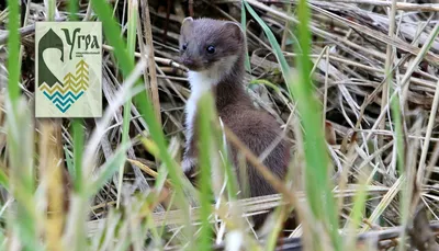 Голостопая Ласка (Mustela nudipes) | Хорьки, Фотографии животных, Смешные  животные