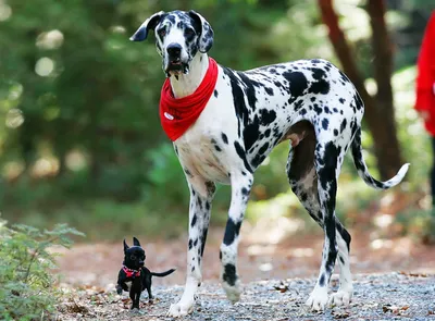 Немецкий дог | Dane dog, Dane puppies, Great dane dogs