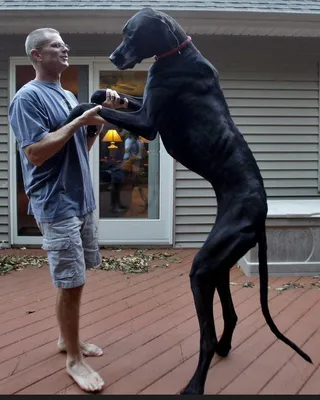 Немецкий дог (Great Dane) - это добродушная и открытая к человеку порода  собак. Фото, описание и отзывы владельцев.