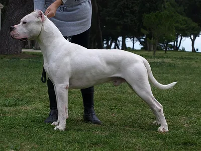 Аргентинский Дог/ DOGO ARGENTINO/ARGENTINE DOGO | Facebook