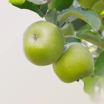 Organic Granny Smith Apples | Order Online | Delivered Fresh to Your Door –  Chelan Ranch