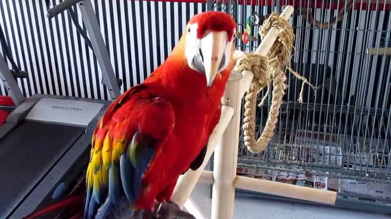 Ара вес. Проект my favourite Pet Parrot. Aramacaw.