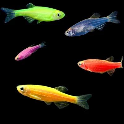 Данио Глофиш (Glofish) цвета в ассортименте / Карповые / Аквариумные рыбки  / КАТАЛОГ ТОВАРОВ / Аквадом - зоомагазин