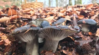 Грибы в Израиле - Спроси специалиста / Mushrooms of Israel