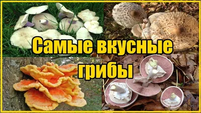 Весна | Грибы и Грибные Места