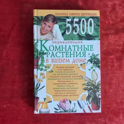 Купить горшечное растение «Фикус» 100см с доставкой по Екатеринбургу -  интернет-магазин «Funburg.ru»