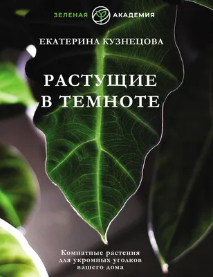 Самые неприхотливые комнатные растения - полезные статьи о садоводстве от  Agro-Market24