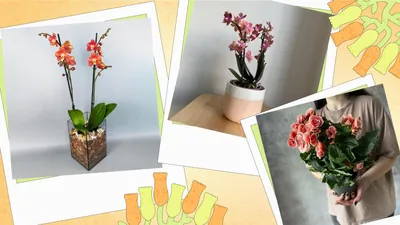 Интернет магазин растений Luxuryplants.ru