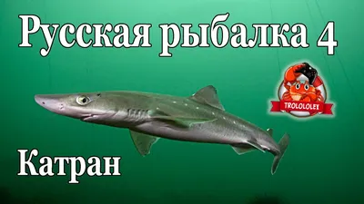 Ловил треску, поймал катрана. В Мурманской области рыбак выудил из воды  хищника - KP.RU