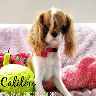 Пин на доске Cavalier King Charles Spaniel