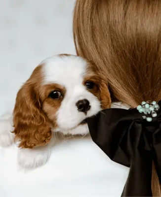 Центр для собак «Собака-Улыбака» | 🐕 Кавалер Кинг Чарльз Спаниель 🐕 |  Facebook