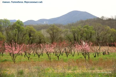 Геленджик - галечный пляж пансионата Кавказ- обзор - фото | Геоклип