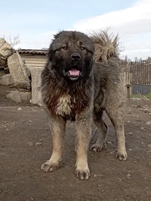 Dudusik Dog. Уроки - 5 особенностей кавказских овчарок, о которых вы  наверняка не знали - Помощь кавказским овчаркам